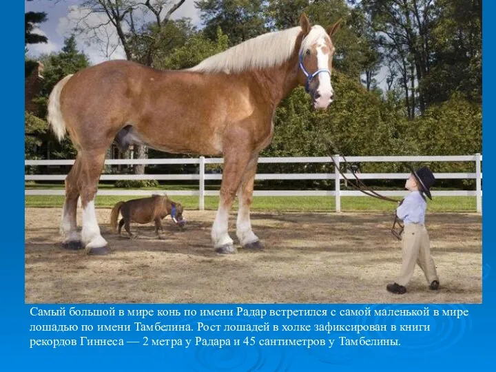 Cамый большой в мире конь по имени Радар встретился с самой маленькой в