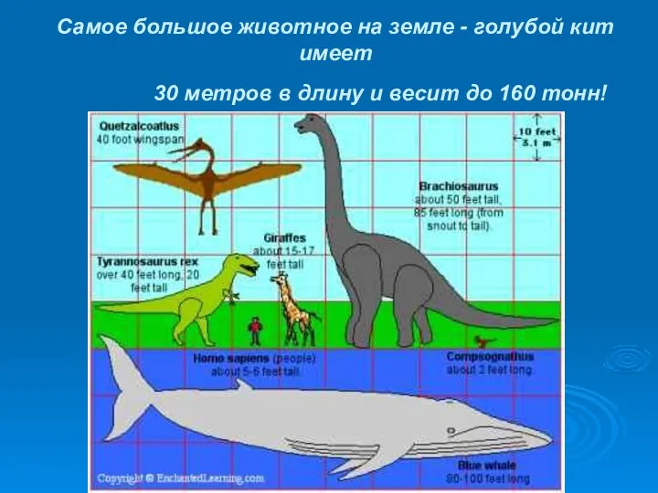 Самое большое животное на земле - голубой кит имеет 30 метров в длину