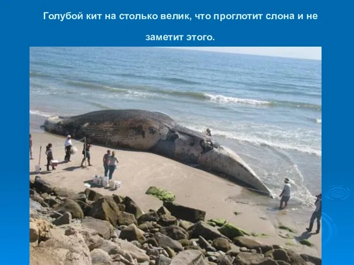 Голубой кит на столько велик, что проглотит слона и не заметит этого.