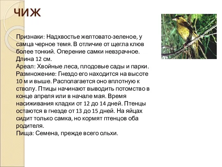 ЧИЖ Признаки: Надхвостье желтовато-зеленое, у самца черное темя. В отличие