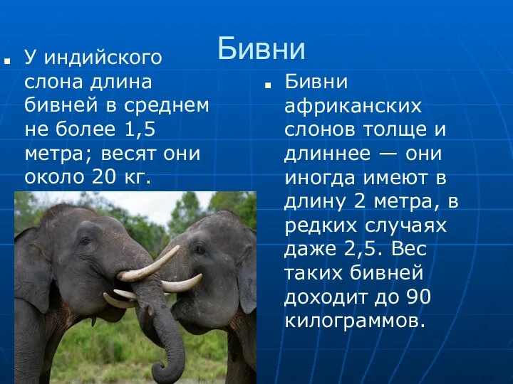 Бивни У индийского слона длина бивней в среднем не более