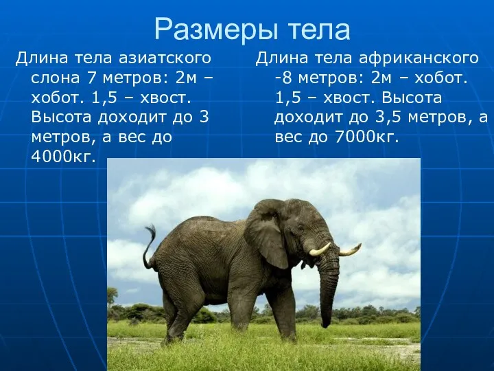 Размеры тела Длина тела азиатского слона 7 метров: 2м –