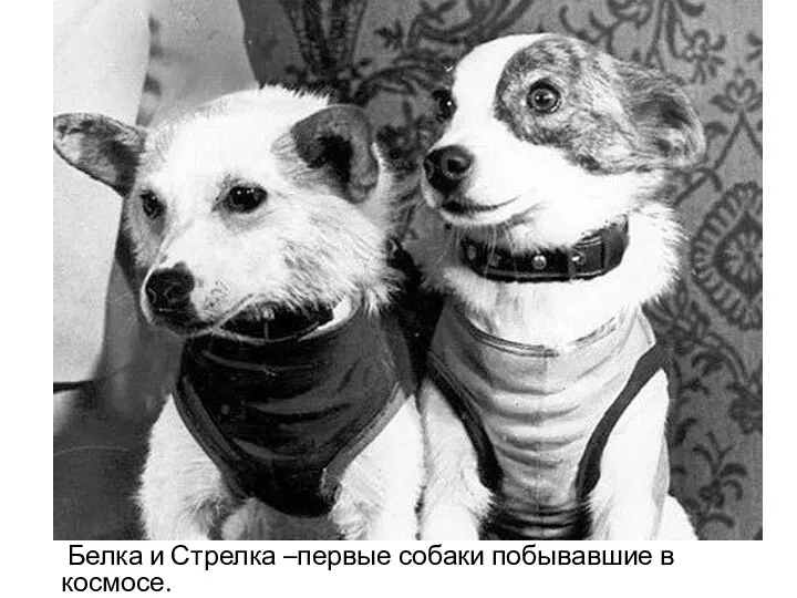 Белка и Стрелка –первые собаки побывавшие в космосе.