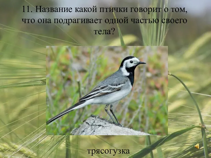 11. Название какой птички говорит о том, что она подрагивает одной частью своего тела? трясогузка