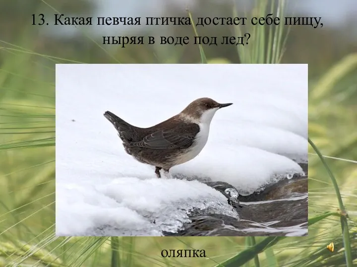 13. Какая певчая птичка достает себе пищу, ныряя в воде под лед? оляпка