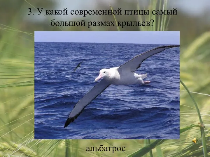 3. У какой современной птицы самый большой размах крыльев? альбатрос