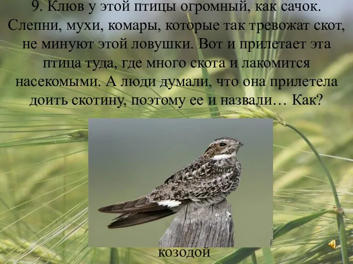 9. Клюв у этой птицы огромный, как сачок. Слепни, мухи,