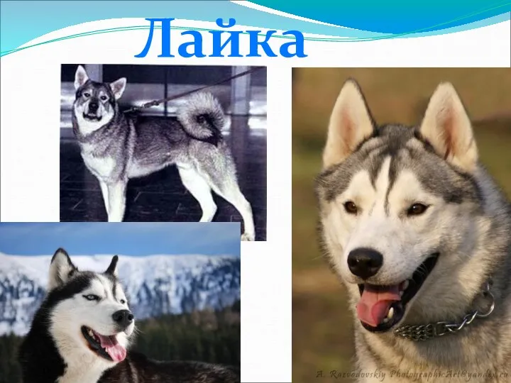 Лайка