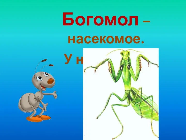 Богомол – насекомое. У него 6 ног.