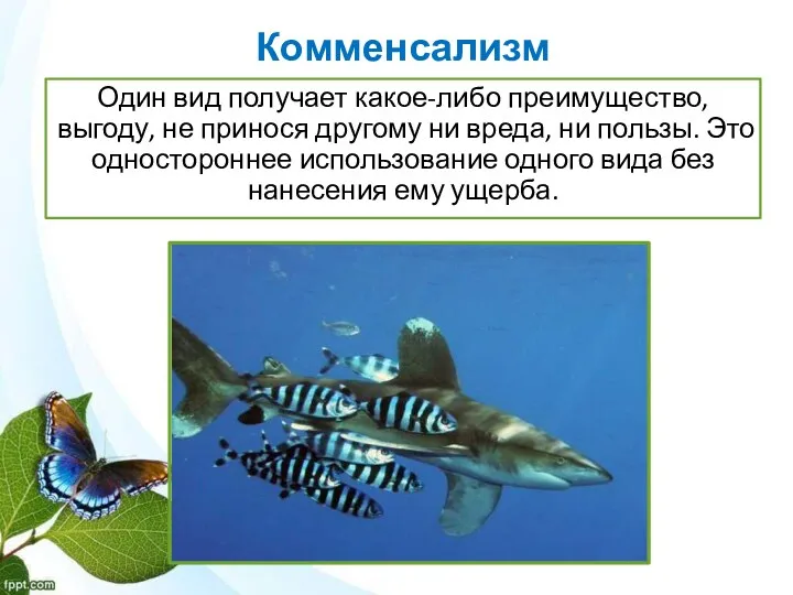 Комменсализм Один вид получает какое-либо преимущество, выгоду, не принося другому