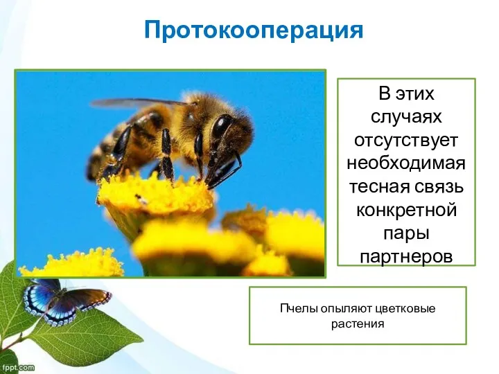 Протокооперация Пчелы опыляют цветковые растения В этих случаях отсутствует необходимая тесная связь конкретной пары партнеров