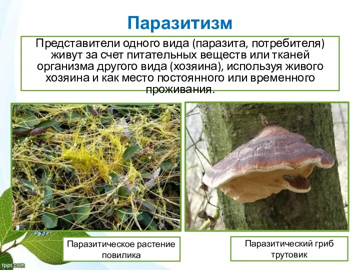 Паразитизм Представители одного вида (паразита, потребителя) живут за счет питательных