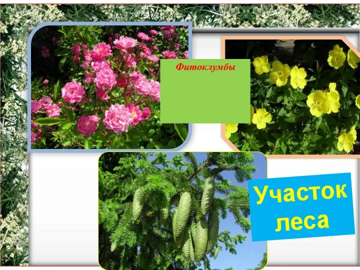 Фитоклумбы Участок леса