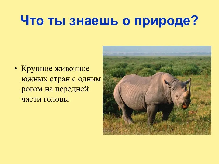 Что ты знаешь о природе? Крупное животное южных стран с одним рогом на передней части головы