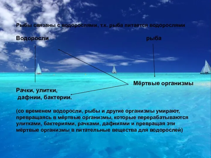 Рыбы связаны с водорослями, т.к. рыба питается водорослями Водоросли рыба