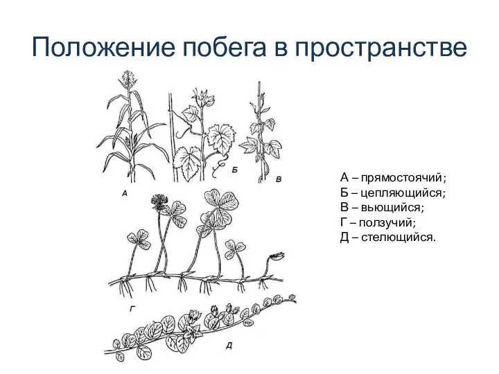 Положение побега в пространстве А – прямостоячий; Б – цепляющийся;