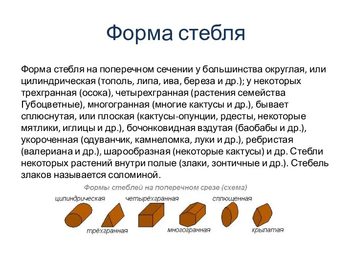 Форма стебля Форма стебля на поперечном сечении у большинства округлая,