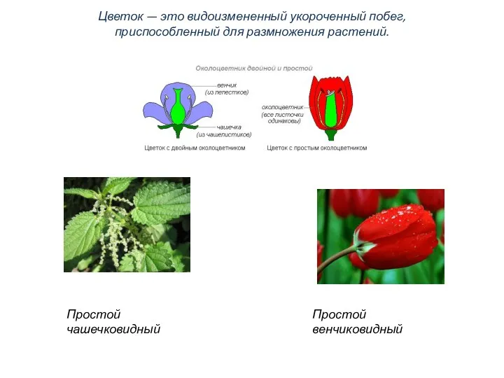 Цветок — это видоизмененный укороченный побег, приспособленный для размножения растений. Простой венчиковидный Простой чашечковидный