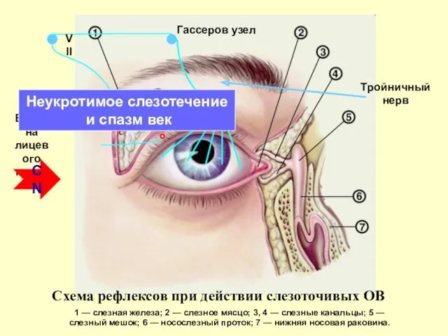 Схема рефлексов при действии слезоточивых ОВ 1 — слезная железа;