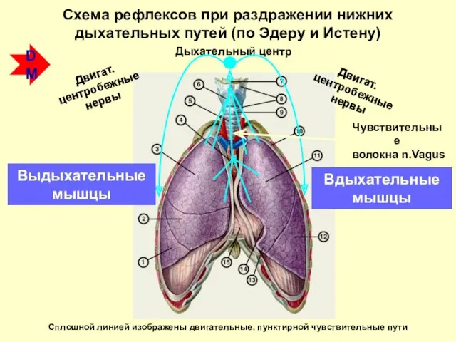 Схема рефлексов при раздражении нижних дыхательных путей (по Эдеру и