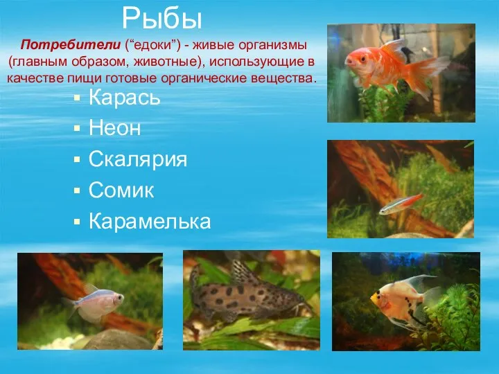 Рыбы Потребители (“едоки”) - живые организмы (главным образом, животные), использующие в качестве пищи