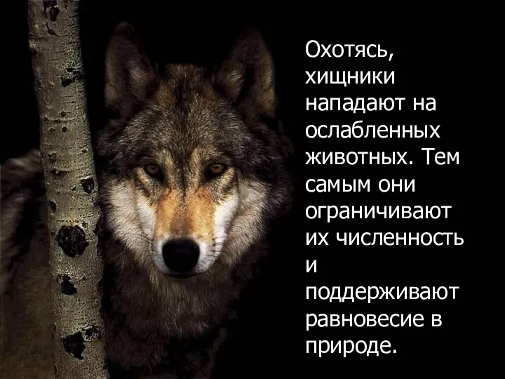 Охотясь, хищники нападают на ослабленных животных. Тем самым они ограничивают