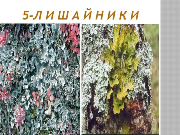 5-Л и ш а й н и к и