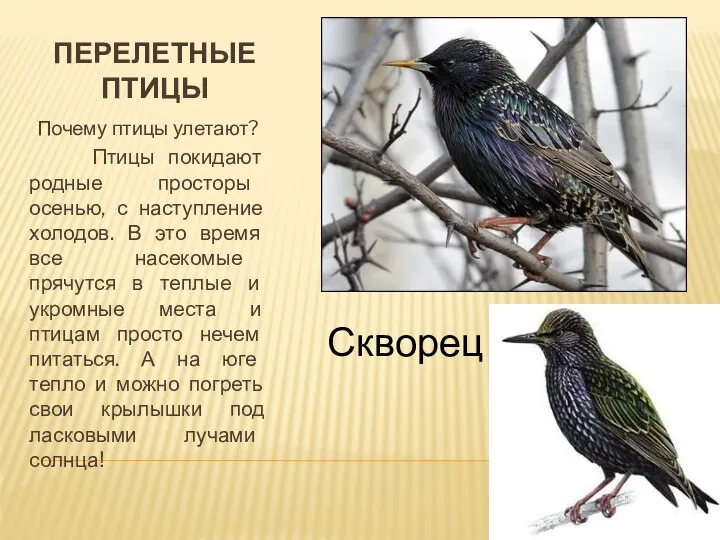 Перелетные птицы Почему птицы улетают? Птицы покидают родные просторы осенью,