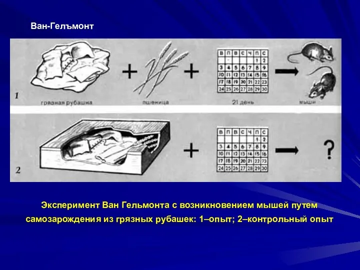 Ван-Гелъмонт Эксперимент Ван Гельмонта с возникновением мышей путем самозарождения из грязных рубашек: 1–опыт; 2–контрольный опыт