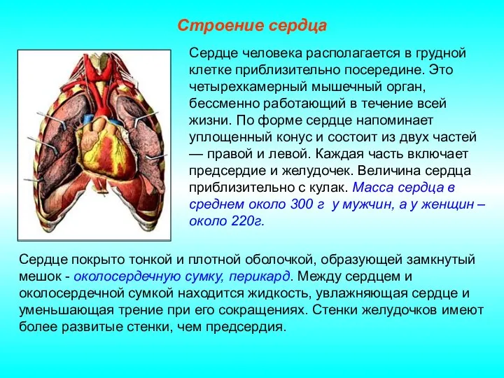 Строение сердца Сердце человека располагается в грудной клетке приблизительно посередине.