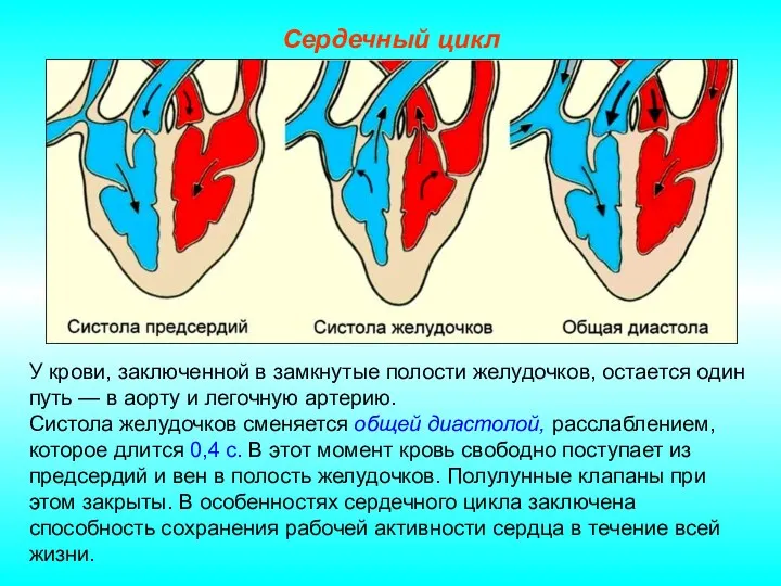 Сердечный цикл У крови, заключенной в замкнутые полости желудочков, остается