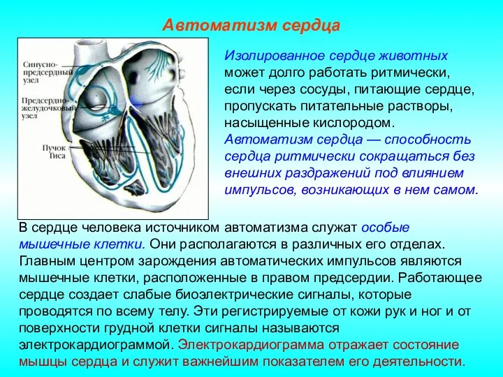 Автоматизм сердца В сердце человека источником автоматизма служат особые мышечные