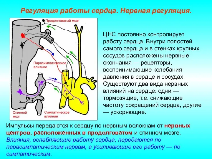 Регуляция работы сердца. Нервная регуляция. Импульсы передаются к сердцу по