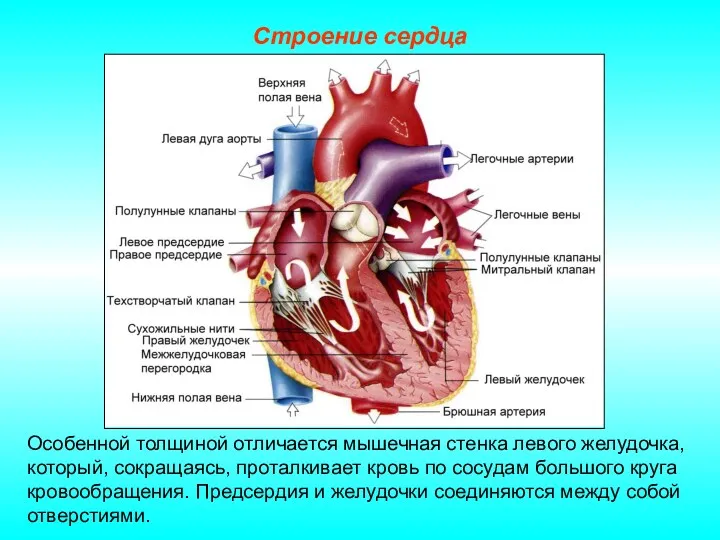 Строение сердца Особенной толщиной отличается мышечная стенка левого желудочка, который,