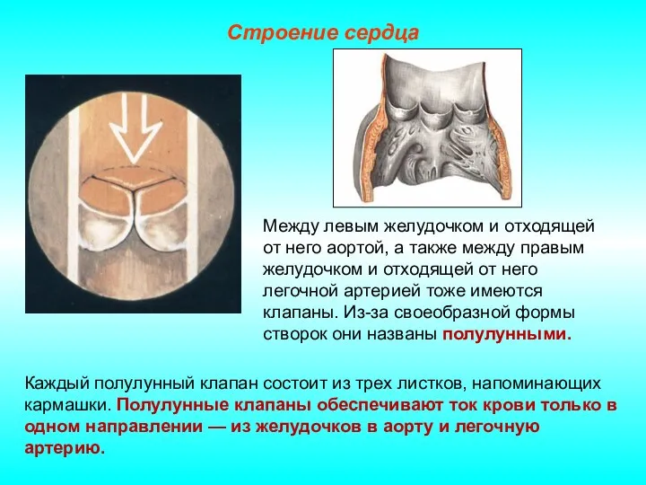 Строение сердца Каждый полулунный клапан состоит из трех листков, напоминающих