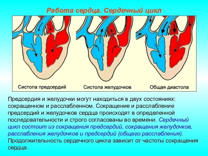 Работа сердца. Сердечный цикл Предсердия и желудочки могут находиться в