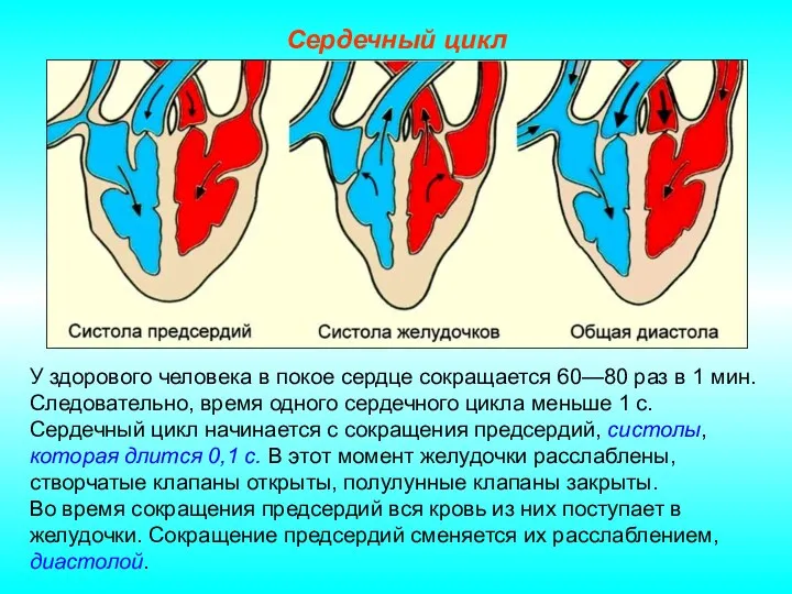 Сердечный цикл У здорового человека в покое сердце сокращается 60—80