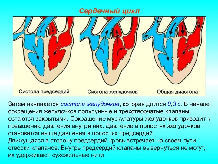 Сердечный цикл Затем начинается систола желудочков, которая длится 0,3 с.