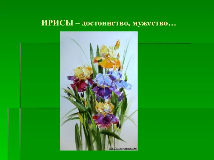 ИРИСЫ – достоинство, мужество…