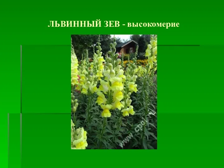 ЛЬВИННЫЙ ЗЕВ - высокомерие