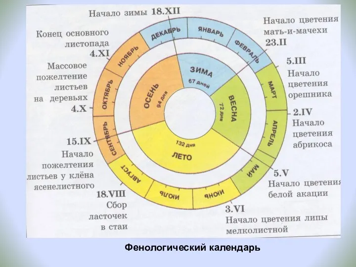 Фенологический календарь