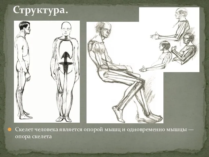 Скелет человека является опорой мышц и одновременно мышцы — опора скелета Структура.