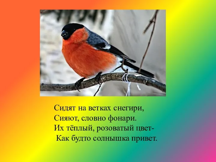 Сидят на ветках снегири, Сияют, словно фонари. Их тёплый, розоватый цвет- Как будто солнышка привет.