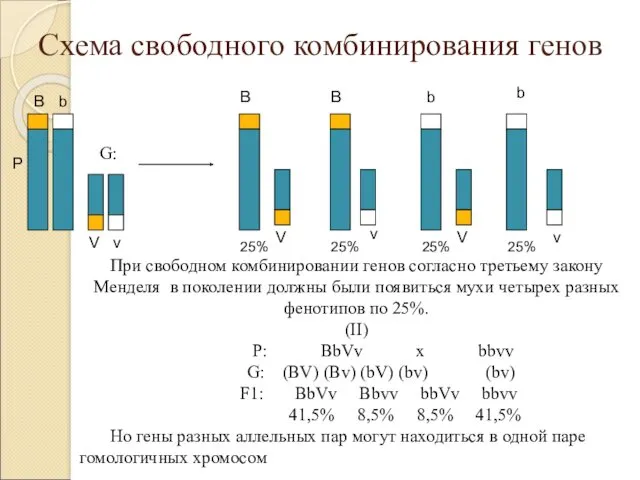 Схема свободного комбинирования генов Р B b V v B B b b