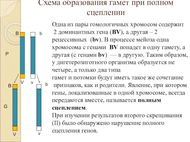 Схема образования гамет при полном сцеплении P G V b B v B