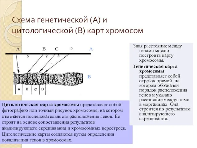 Цитологическая карта хромосомы представляет собой фотографию или точный рисунок хромосомы, на котором отмечается