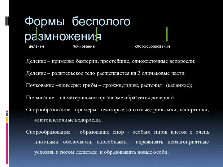 Формы бесполого размножения деление почкование спорообразование Деление – примеры: бактерии,