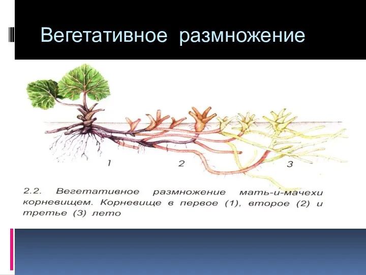 Вегетативное размножение