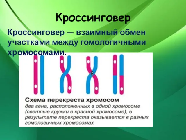 Кроссинговер Кроссинговер — взаимный обмен участками между гомологичными хромосомами.