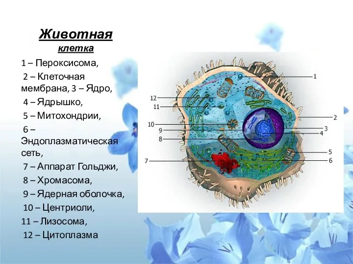 1 – Пероксисома, 2 – Клеточная мембрана, 3 – Ядро,